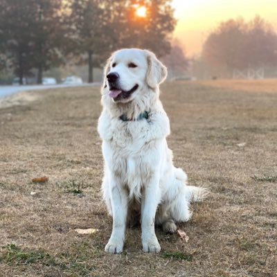 SeymourFrisket's profile picture. 