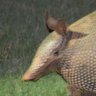 dakoatlywrites's profile picture. Armature Writer, Fat Furry Enjoyer,  and Crisis Mediator/20/Doing His Best