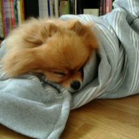 くう。たん。 (@qoo_tann) 's Twitter Profile