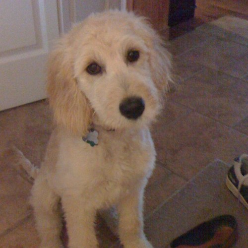 SharkyCarrie's profile picture. 