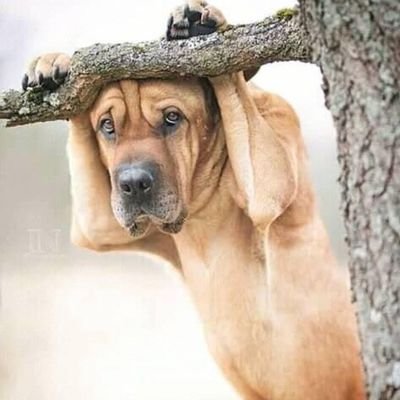 Victorblckbird's profile picture. It's red life