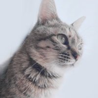 猫山桜梨 (@nekoyama_iori_) 's Twitter Profile Photo 猫山桜梨 (@nekoyama_iori_) 's Twitter Profile Photo