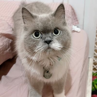 purrrfect619's profile picture. 