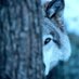 CcC The wolfs 🇹🇷 (@thewolfs100) Twitter profile photo CcC The wolfs 🇹🇷 (@thewolfs100) Twitter profile photo