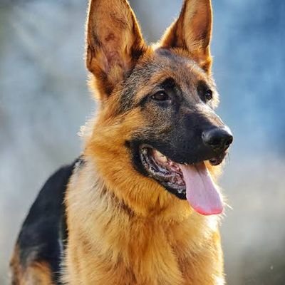 ❤🇱🇷We Love German Shepherds❤🇱🇷
❤💝Follow us to stay Updated!❤💝
@gsdcommunities 
💝💝 Follow our page on Facebook 👉👉  
@gsdcommunityus
💝💝