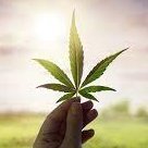 間違った情報はダメ絶対！だ。

大麻を適度に使えば多くの難病の治療に役立ち、少なくとも寛解させる。

つまり大麻取締法は、守れば守るほど命を損なう、本来の法律と真逆の、ストーカーの嫌がらせみたいなルールだ。

本当に守りたいのは、法律より人の命。だろう？

いよいよもってchillが良い。
そして悲しみよさようなら。