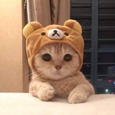 hatdowggg23's profile picture. Lf: Commissioner