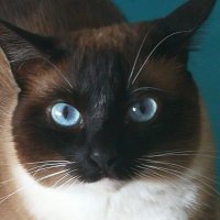Geno (@geno_sg) 's Twitter Profile