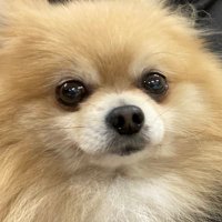ポメラニアンのころすけ (@korokoro_house) 's Twitter Profile