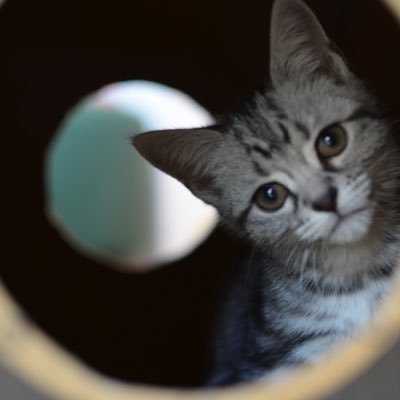 IT屋/バックエンド側の人/ちょいフロントエンド/言語:java,php,html,javascript,css/フレームワーク:Laravel、Vuejs/ブライトンファン
