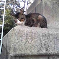 つん (@tsun10) 's Twitter Profile