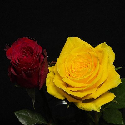 fanjoong04's profile picture. tanyun flowers in Yunnan Province