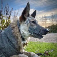 DogMcStuffin(@DogStuffin) 's Twitter Profile Photo