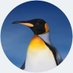 flying penguin (@penguin_psy) Twitter profile photo