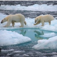 Weeping Shore (@earthofthesalt) 's Twitter Profile Photo