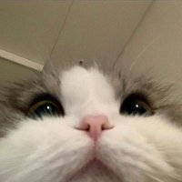 Ƒizz (@fizraaaa1) 's Twitter Profile