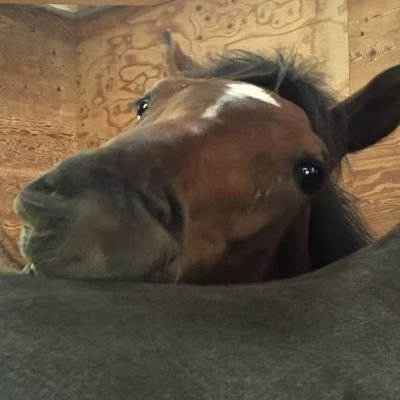 ひたむきに一生懸命🐴
個人の馬乗りへの現在の考え方をひたすら垂れ流します🐴
誰かに教えたいとかでもなく、垂れ流すだけです🐴
自分用メモみたいな🐴
フォロバきまぐれです。あんまり見てないです、垂れ流し専用アカです笑
突然タメ語で絡んでくるタイプ苦手です。