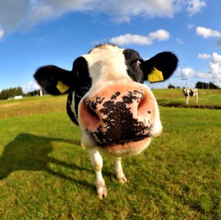 keesp1963's profile picture. Passie voor moderne melkveehouderij, fokkerij, en techniek.
Melkveehouders ondersteunen in hun bedrijfsvoering.