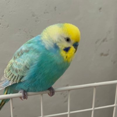 家族同然の水色（パステルレインボー）のセキセイインコ〈はる〉を2023/2/8に家族の不注意で迷子にしてしまいました。毎日毎日探しています。 5月からは、保護っ子インコさんの里親になりました。名前は〈こはる〉 こはると一緒に、はるの帰りを待ち侘びています。