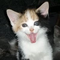 Keisha Young (@young_keisha_v) 's Twitter Profile