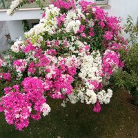 asmn-oz (@ozasmn) Twitter profile photo