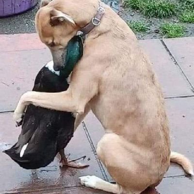 Apoyo la minería como pilar de nuestro desarrollo, Respeto y pro al desarrollo de las comunidades. Demócrata. Amo la libertad y PAZ DE NUESTRO PERÚ