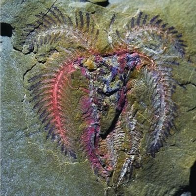 Iam fossil and trilobites seller from Morocco.