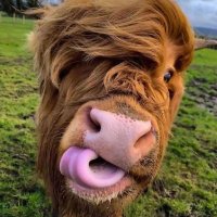 Cow Lovers community(@cow_society) 's Twitter Profile Photo