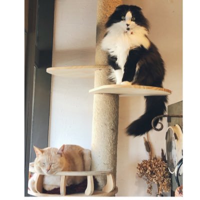 ミルクティーネコページ ミルクティーネコページ ミルクティー (@XwjYmdmlOY1n6Kx) / X