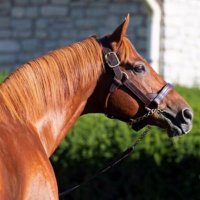 م. فيصل العجمي (@alhdhoodi) 's Twitter Profile Photo