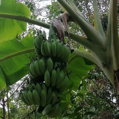 Agroforestry Builder and Organic Hacienda