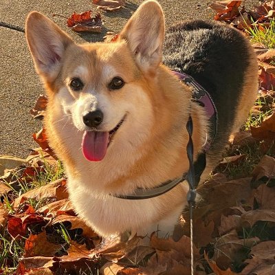 adhdcorgi Profile Picture