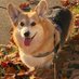 adhdcorgi (@adhdcorgi) Twitter profile photo