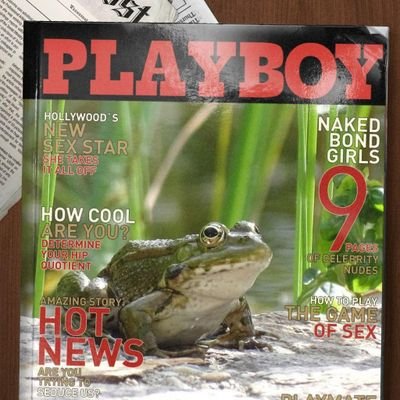 TheFrog41007428 Profile Picture