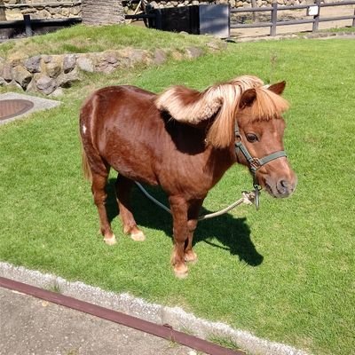 ponyponyponyo's profile picture. シルクで一口馬主始めました（5年目突入）🦓ドラクエウォークたまにやります🐉