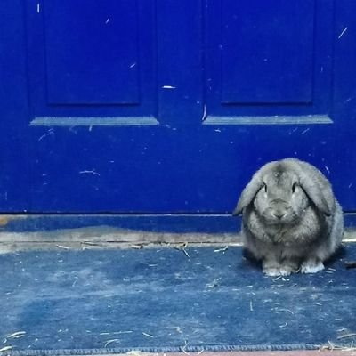 SibHayes's profile picture. 