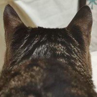 Timidkoka(Fan account) (@oristone_1226) 's Twitter Profile