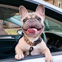 Frenchie Heaven(@frenchie_Lover1) 's Twitter Profile Photo