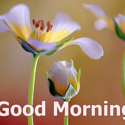 RamKuma79520994's profile picture. 