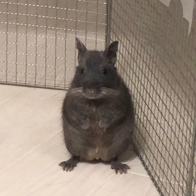 putas_room's profile picture. 2021年9月生まれ(♂1歳: violet🟣)のデグーマウスぷー汰くん🐀とままちゃん、ぱぱちゃんの3人家族で暮らしています🏠🌻☀️海と富士の見えるところで3人でゆっくりとした日常を育んでいます🏝🗻