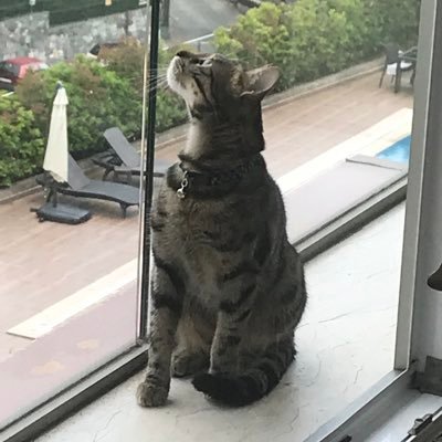 YUKSELBYK's profile picture. 