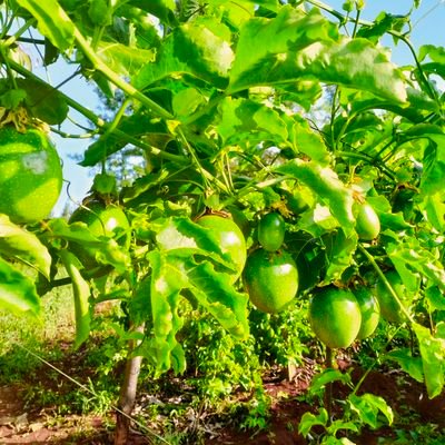 JackiWangeci's profile picture. When I am quiet I am sad.