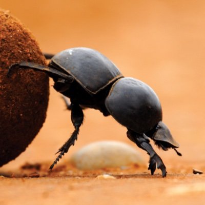 Information about Dung Beetles