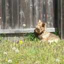 Lucy Farr - @LucytheYorkie - Twitter