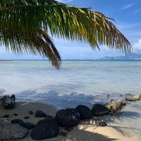 Polynesians For Freedom(@Tahiti4Freedom) 's Twitter Profile Photo