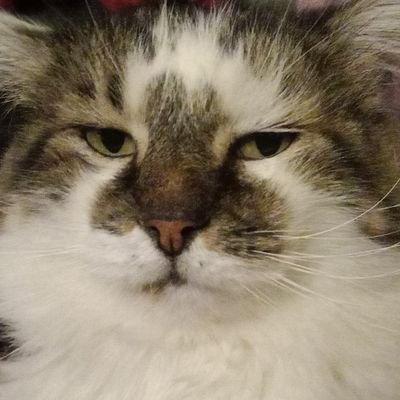 LBartouney's profile picture. 