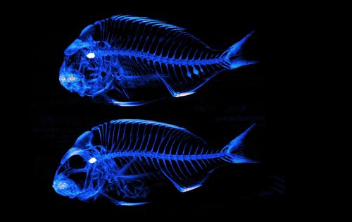 feraldog's profile picture. History of doing unpleasant things to fish (for science!).