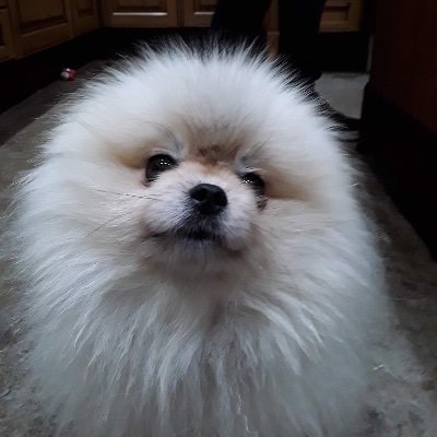 How dare you say I'm a dog ?! Perfect Pomeranian ❤️https://t.co/1DNe6mSX3u