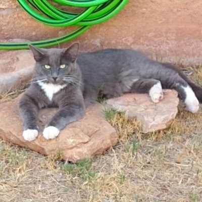 catnapper57's profile picture. Cat mom to Gizmo the Grey. Remember that kindness is a gift we can all give to each other, to ourselves, and every creature.