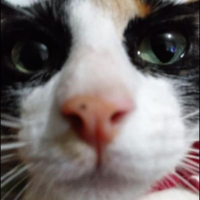 CR_miHome's profile picture. apocosimiamor?

#TeamChrischelHastaQuedarmeTiesa.